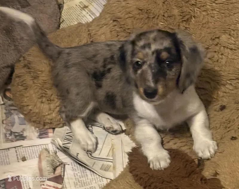 Baby – Miniature Dachshund puppy for sale in Arivaca, AZ