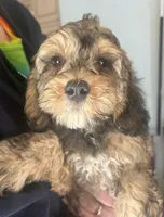 Benjamin , a male Cockapoo for sale in Arivaca, AZ – Photo 2 of 3