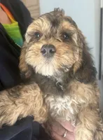 Benjamin , a male Cockapoo for sale in Arivaca, AZ – Photo 3 of 3