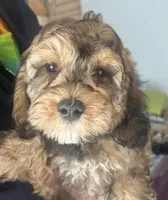 Benjamin , a male Cockapoo for sale in Arivaca, AZ – Photo 1 of 3