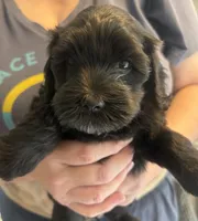  Velvet , a female Cockapoo for sale in Arivaca, AZ – 3 of 3