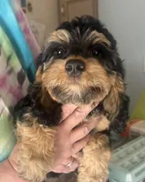 Bella, a female Cockapoo for sale in Arivaca, AZ – Photo 2 of 4