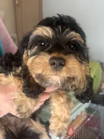 Bella, a female Cockapoo for sale in Arivaca, AZ – Photo 3 of 4