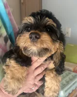 Bella, a female Cockapoo for sale in Arivaca, AZ – Photo 1 of 4