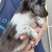 Sassy, a female Miniature Dachshund for sale in Arivaca, AZ – Photo 4 of 5