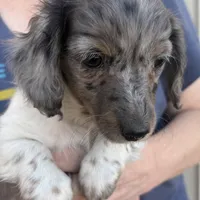 Sassy, a female Miniature Dachshund for sale in Arivaca, AZ – Photo 3 of 5