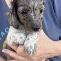 Sassy, a female Miniature Dachshund for sale in Arivaca, AZ – Photo 2 of 5