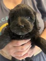  Velvet , a female Cockapoo for sale in Arivaca, AZ – 1 of 3