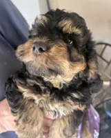 Bella, a female Cockapoo for sale in Arivaca, AZ – Photo 3 of 4