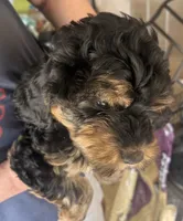 Bella, a female Cockapoo for sale in Arivaca, AZ – Photo 2 of 4