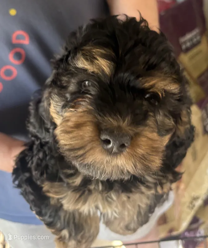 Bella, a female Cockapoo for sale in Arivaca, AZ – Photo 1 of 4