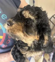 Bella, a female Cockapoo for sale in Arivaca, AZ – Photo 4 of 4