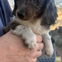 Lola, a female Miniature Dachshund for sale in Arivaca, AZ – Photo 1 of 4