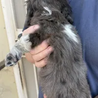 Lola, a female Miniature Dachshund for sale in Arivaca, AZ – Photo 4 of 4