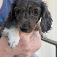 Lola, a female Miniature Dachshund for sale in Arivaca, AZ – Photo 2 of 4
