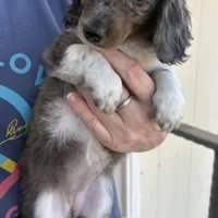 Lola, a female Miniature Dachshund for sale in Arivaca, AZ – Photo 3 of 4