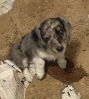 Baby, a female Miniature Dachshund for sale in Arivaca, AZ – 3 of 5