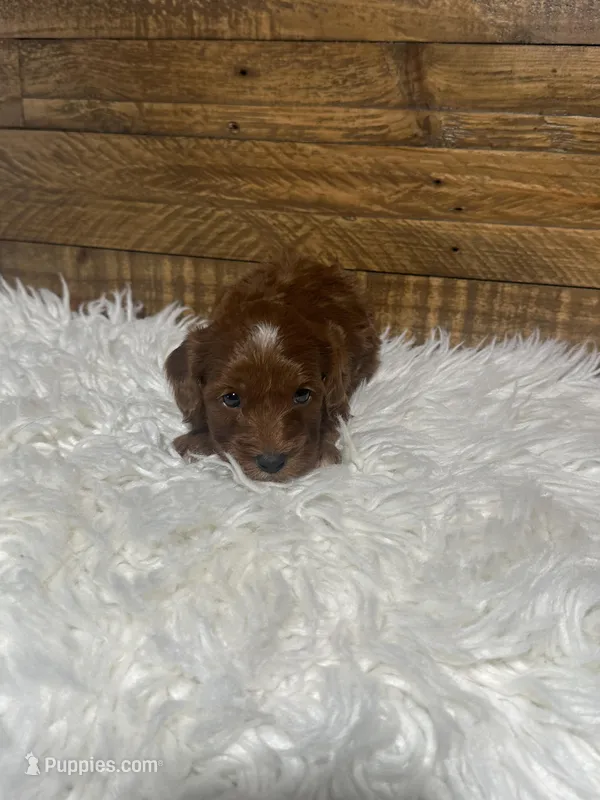 Lady – Cockapoo puppy for sale in Whittier, CA