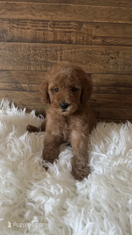 Toffee – Goldendoodle, Miniature Goldendoodle puppy for sale in Whittier, CA