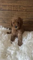 Toffee, a male Goldendoodle and Miniature Goldendoodle for sale in Whittier, CA – 1 of 2