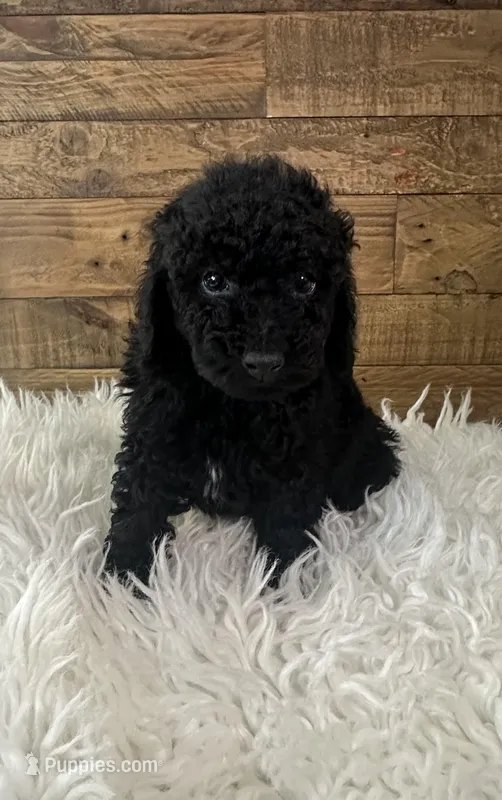 Theo – Poodle - Miniature  puppy for sale in Whittier, CA