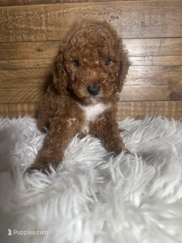 Liam – Poodle - Miniature  puppy for sale in Whittier, CA