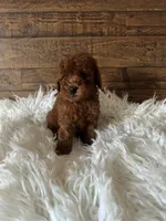 Lady, a female Poodle - Toy  for sale in Whittier, CA – 2 of 2