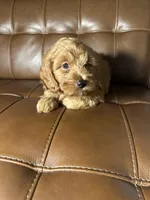 Jack, a male Cockapoo for sale in Whittier, CA – 3 of 3