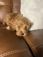 Jack, a male Cockapoo for sale in Whittier, CA – 2 of 3