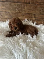Alvin, a male Poodle - Toy  for sale in Whittier, CA – 2 of 2