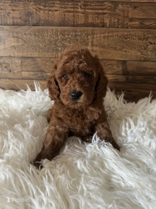 Simon – Poodle - Toy  puppy for sale in Whittier, CA