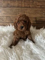 Simon, a male Poodle - Toy  for sale in Whittier, CA – 1 of 1