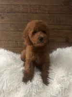 Cash, a male Poodle - Miniature  for sale in Whittier, CA – 2 of 2