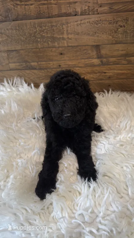 Chai – Goldendoodle, Miniature Goldendoodle puppy for sale in Whittier, CA