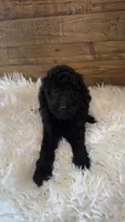 Chai, a female Goldendoodle and Miniature Goldendoodle for sale in Whittier, CA – 1 of 3