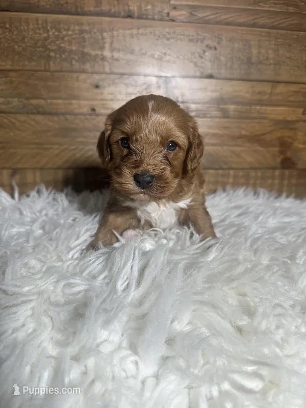 Lucy – Cockapoo puppy for sale in Whittier, CA