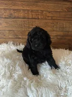 Chai, a female Goldendoodle and Miniature Goldendoodle for sale in Whittier, CA – 3 of 3