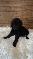 Chai, a female Goldendoodle and Miniature Goldendoodle for sale in Whittier, CA – 2 of 3