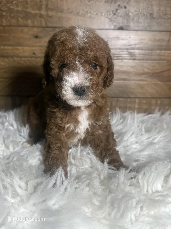 Leah – Poodle - Miniature  puppy for sale in Whittier, CA