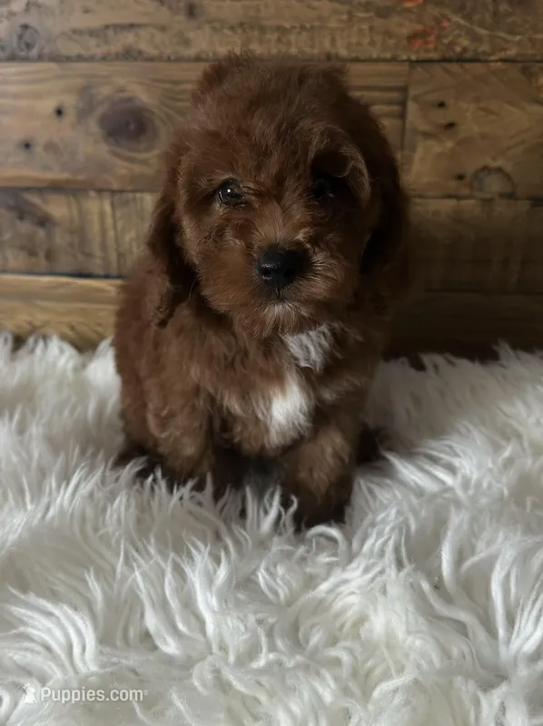 Lisa – Cockapoo puppy for sale in Whittier, CA