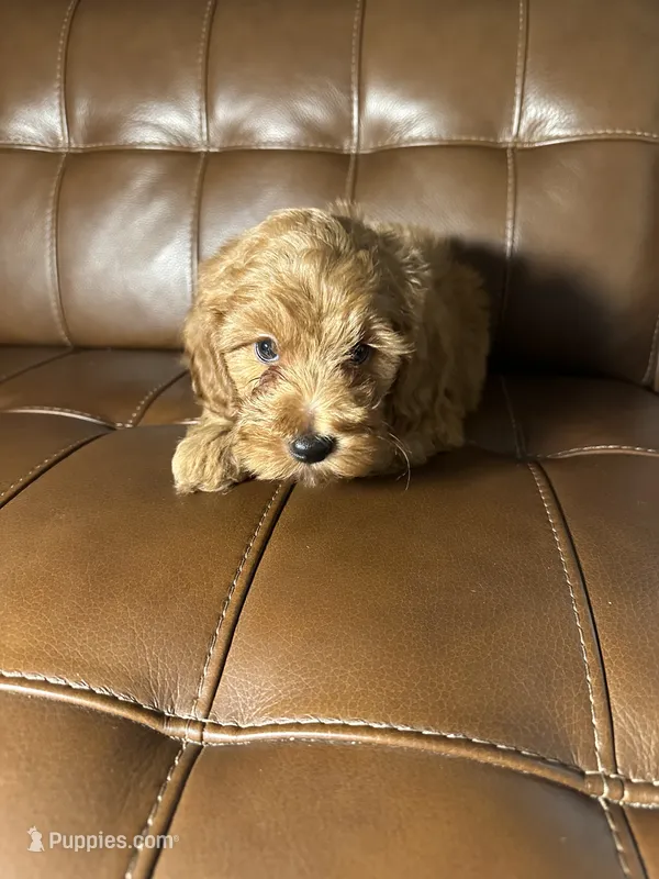 Jack – Cockapoo puppy for sale in Whittier, CA