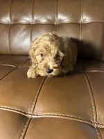 Jack, a male Cockapoo for sale in Whittier, CA – 1 of 3