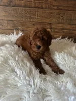 Alvin, a male Poodle - Toy  for sale in Whittier, CA – 1 of 2