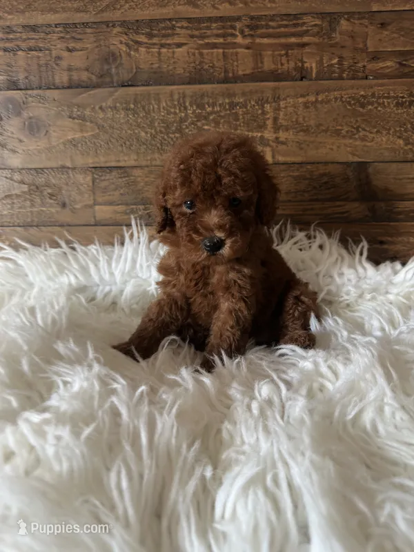 Lady – Poodle - Toy  puppy for sale in Whittier, CA