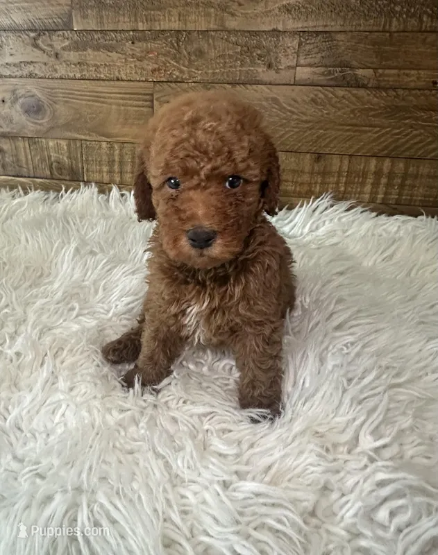 Cooper – Poodle - Miniature  puppy for sale in Whittier, CA