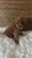 Toffee, a male Goldendoodle and Miniature Goldendoodle for sale in Whittier, CA – 2 of 2