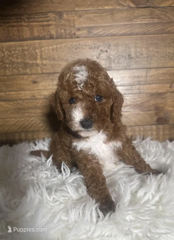 Leo – Poodle - Miniature  puppy for sale in Whittier, CA