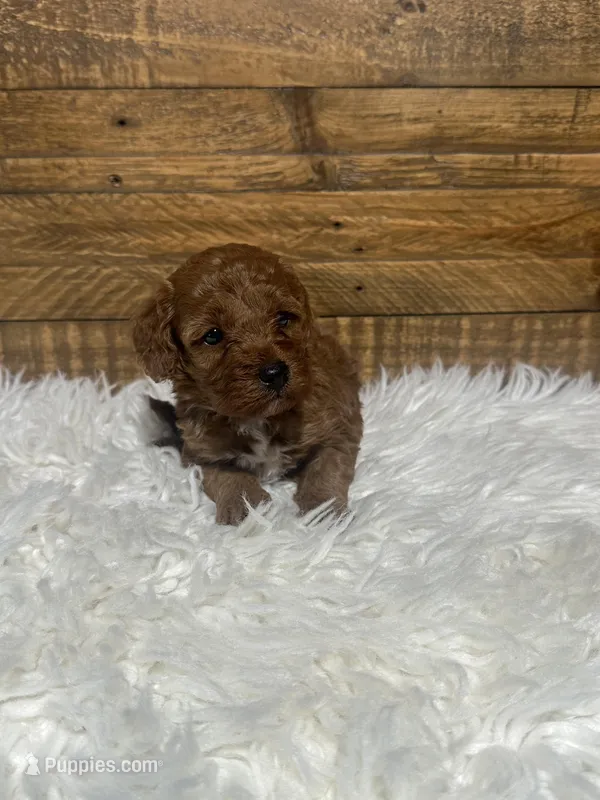 Lisa – Cockapoo puppy for sale in Whittier, CA