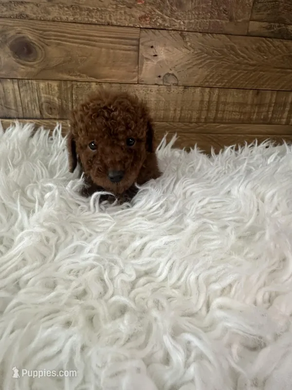 Daisy – Poodle - Toy  puppy for sale in Whittier, CA