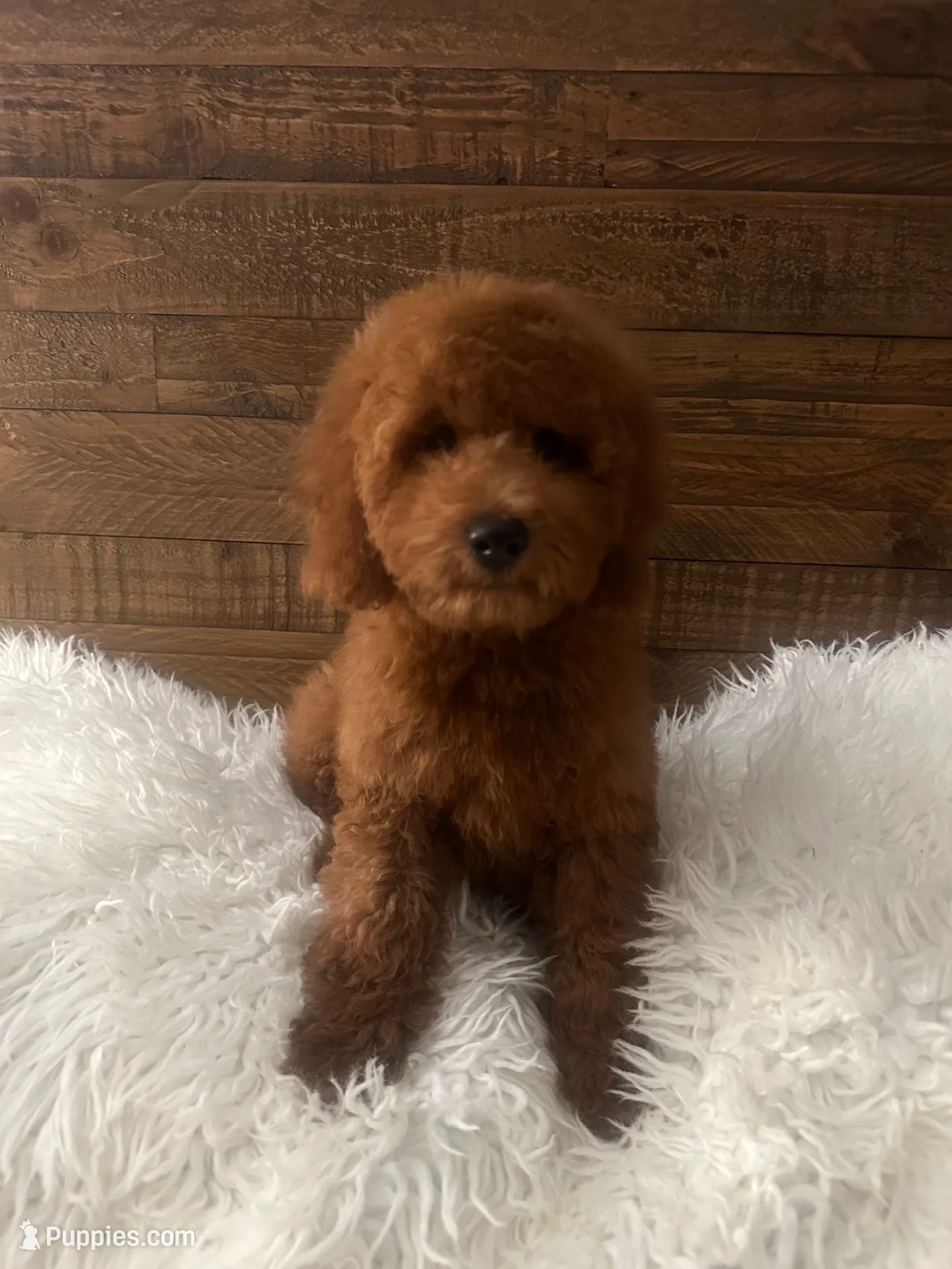 Cash, a male Poodle - Miniature  for sale in Whittier, CA – 1 of 2